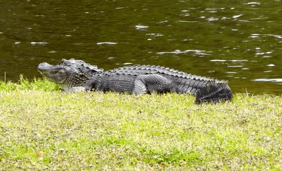 Coosaw-Creek-crocodile