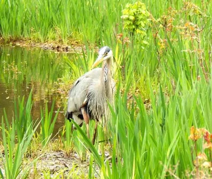 Coosaw-Creek-bird