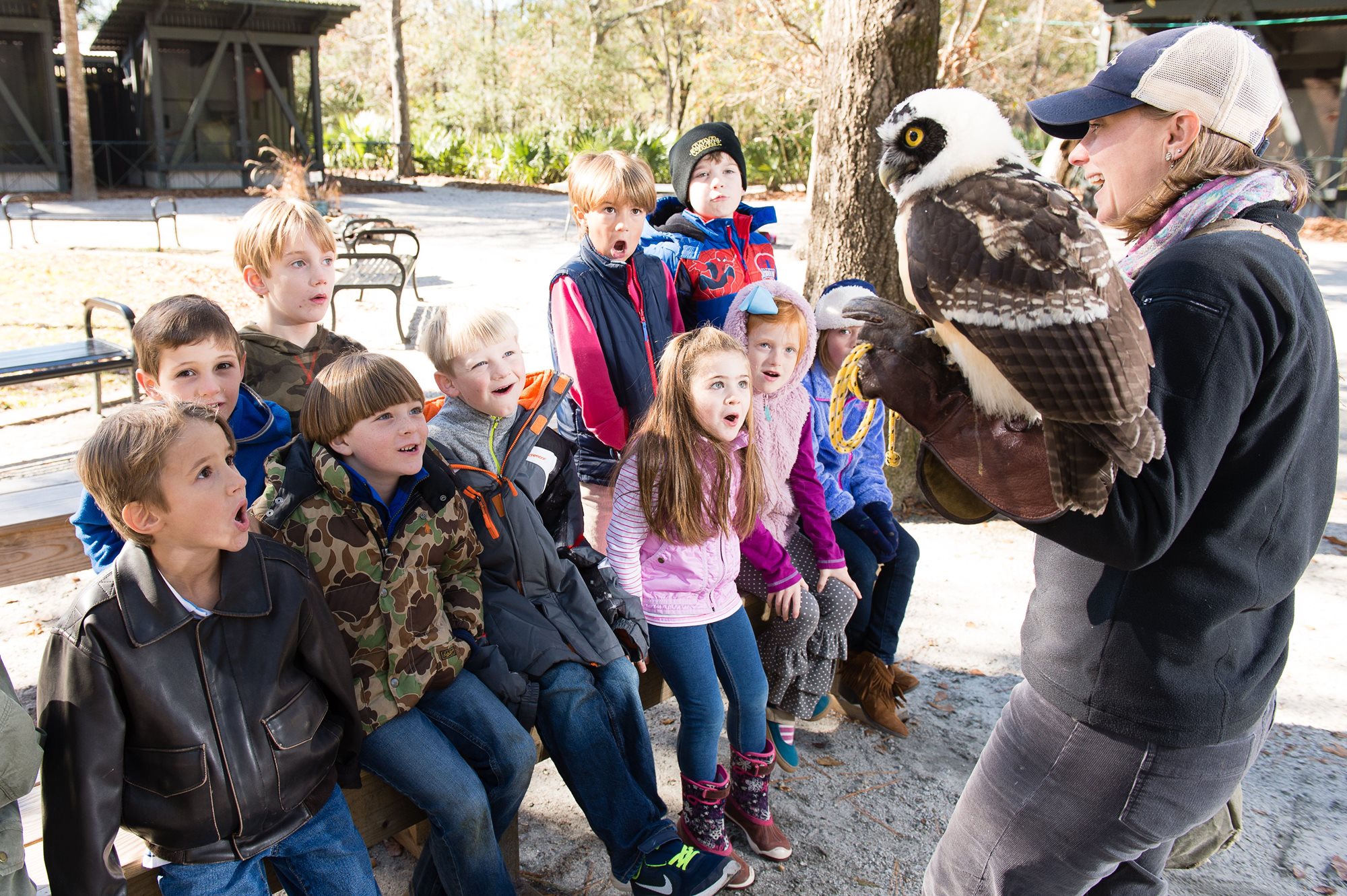 birds-of-prey-2-Coosaw-Creek